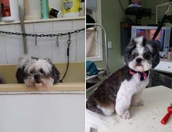Grooming Day for Foster Image