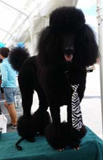 Poodle with tie and painted nails
