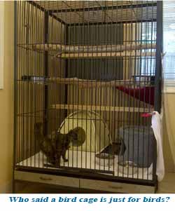 Cat Suite