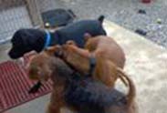 Foster Puppies