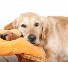 Dog Boarding