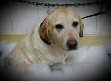 Lab in a bath